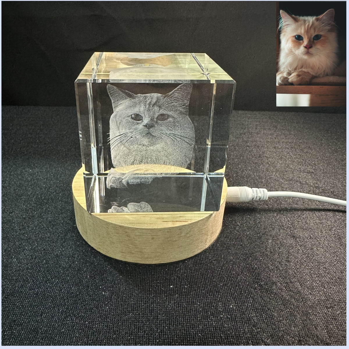 pet cat decor