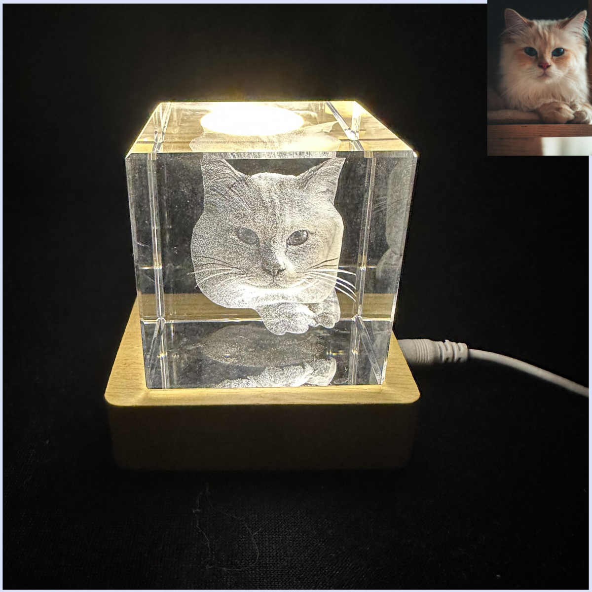 gift for cats